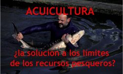Acuicultura, ¿la solución a los límites de los recursos pesqueros?