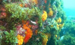 El cambio climático puede estar afectando a la distribución de los corales del Mediterráneo