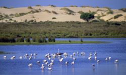 La ampliación de la zona marina de Doñana será en 2018