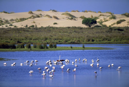 La ampliación de la zona marina de Doñana será en 2018