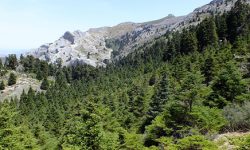La Sierra de las Nieves como III Parque Nacional en Andalucía