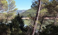 Medio Ambiente adjudica los trabajos forestales para prevenir incendios en montes públicos de 24 municipios andaluces