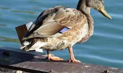 El CSIC revela que las aves acuáticas migratorias son claves en la dispersión de semillas de plantas y helechos