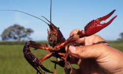 El Control poblacional del Cangrejo Rojo en las Marismas del Guadalquivir