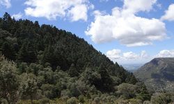 Ecologistas en Acción solicita la expropiación de un pinsapar en el Parque Natural Sierra de Grazalema