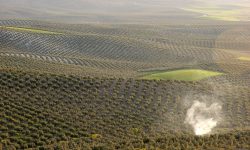 Una apuesta decidida por la biomasa aumentaría los beneficios para España en 824 millones