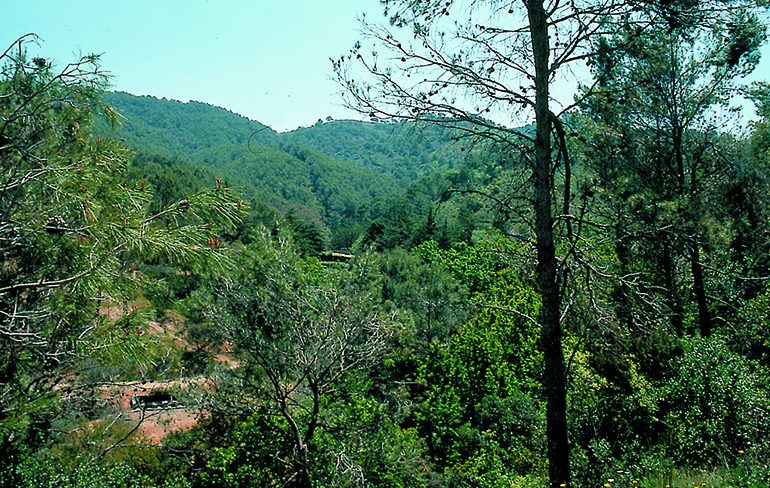 La Junta fortalece su colaboración institucional con el sector forestal andaluz