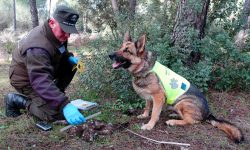 El equipo canino de detección de cebos envenenados realiza desde su creación 3.436 inspecciones