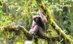 157 nuevas especies descubiertas en el Gran Mekong