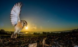 SEO/BirdLife presenta los ganadores de FotoAves 2018