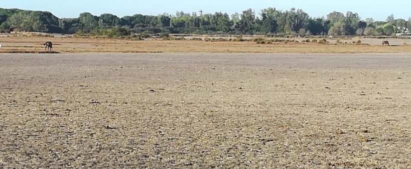 Seo/BirdLife reclama un plan urgente ante la falta de agua en Doñana