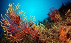WWF advierte de que el Mediterráneo es el mar que más rápido se calienta del mundo