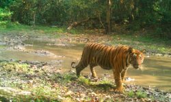 Restauración de ecosistemas y poblaciones de tigres en Bután