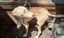 Galgos del Sur rescata a nueve perros de caza maltratados