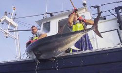 JC Mackintosh, primera pesquería española de atún rojo en conseguir el certificado MSC de pesca sostenible