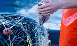 La nueva Ley de Pesca avanza en la gestión pesquera pero es injusta en el reparto
