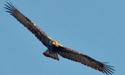 El colapso ecológico de Doñana acerca a la extinción al águila imperial ibérica