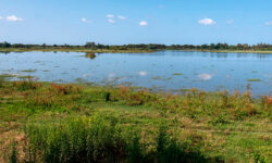 La Unesco pide actuar a España para que Doñana no entre en la Lista del Patrimonio Mundial en Peligro