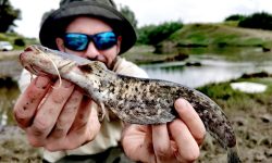 El siluro se asienta en el Bajo Guadalquivir y amenaza Doñana