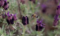 Abejas silvestres: las grandes desconocidas que sostienen la vida