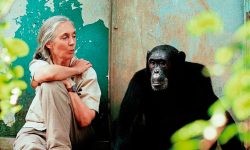 Muere Jane Goodall, pionera en el estudio de los chimpancés y referente mundial en conservación