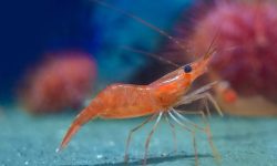 Un estudio sobre el origen de los camarones propone una nueva hipótesis de la evolución de la biodiversidad