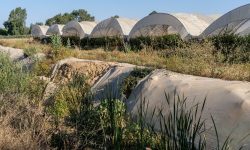 WWF advierte de que la Junta de Andalucía sigue sin cumplir con la recomendación de la Unesco de restaurar los corredores ecológicos de Doñana